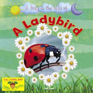 A Day in the Life of A Ladybird